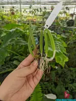 Dendrobium wassellii