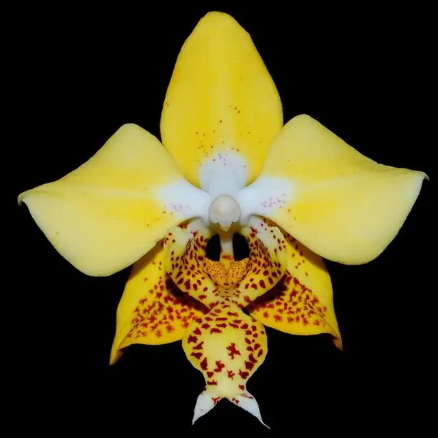 Phalaenopsis stuartiana var nobilis 'Xiuya'