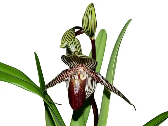 Paphiopedilum rothschildianum 'Green Valley X Fly Eagle' (Paphiopedilum)