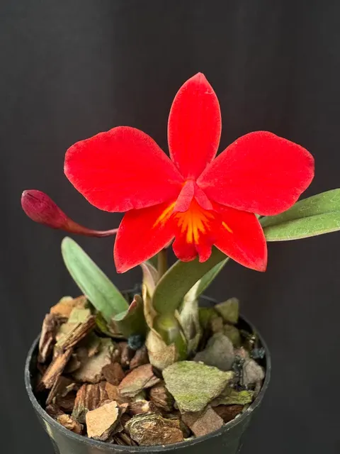 Cattleya Kruger Ruby