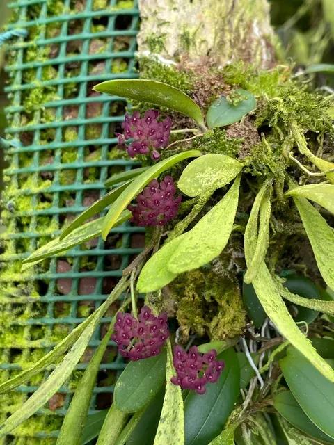 Stelis umbelliformis (Stelis)