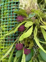 Stelis umbelliformis