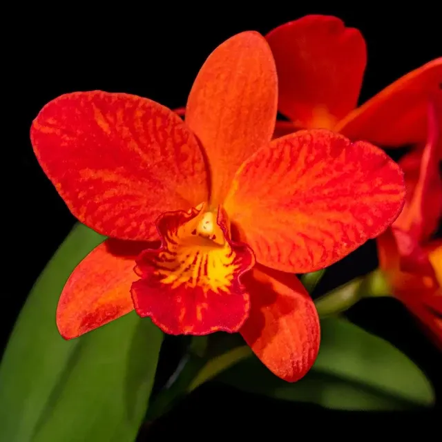 Rhyncholaeliocattleya Shinfong Orange 'Little Orange' (Rhyncholaeliocattleya)