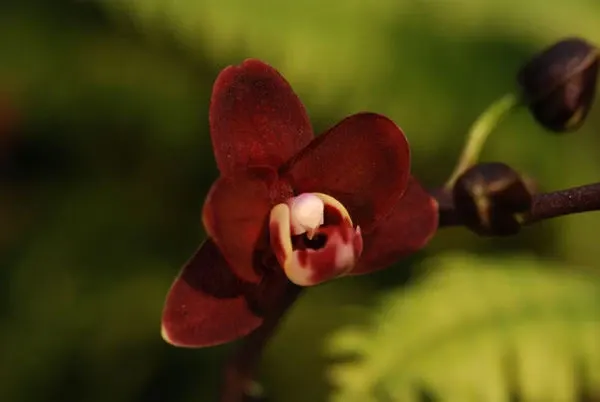 Phalaenopsis 'BLACK PEARL'