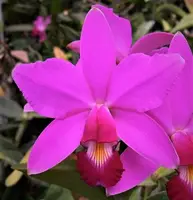 C. violacea x sib ('Muse' FCC/AOS x 'Tsiku Taiwan' SM/TOGA) (C1913) (Cattleya - - violacea )
