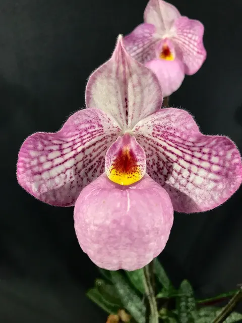 Paphiopedilum Magic Lantern Pink