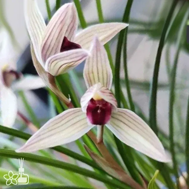 Cymbidium tortisepalum 'ER-HONG-SU'