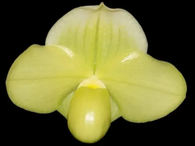 Paphiopedilum Quintal’s Mini Stone