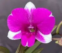 Dendrobium Mini Red Star -multispike