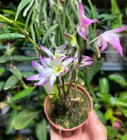 Dendrobium vietnamense