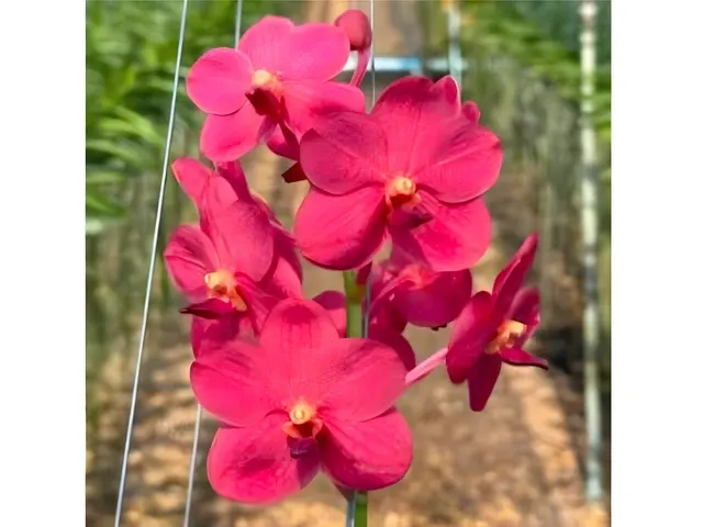 Vanda Suwannaphum 'Crimson' (Vanda)