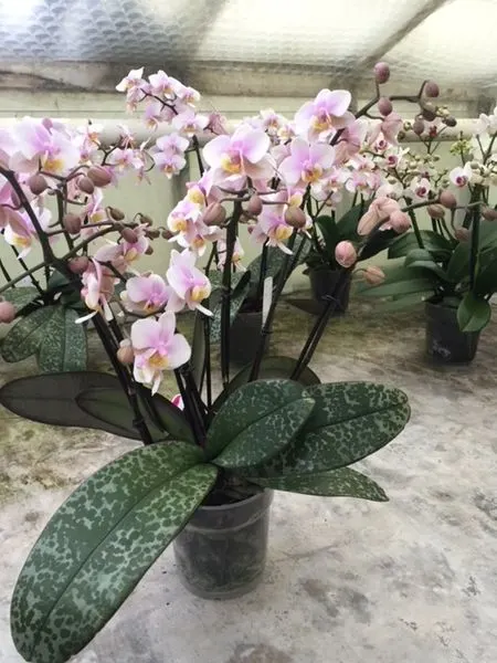 Phalaenopsis PHILADELPHIA