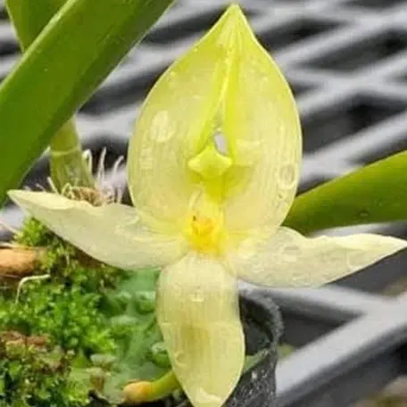 Bulbophyllum macranthum (Bulbophyllum)