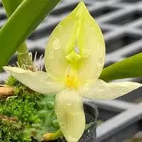 Bulbophyllum macranthum var. alba 2.0" Fragrant — Planted