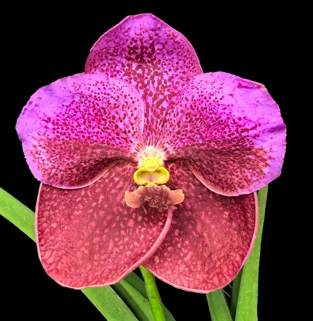 Vanda Donna Ingram (Vanda)