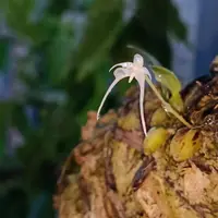 Bulbophyllum kwangtungense