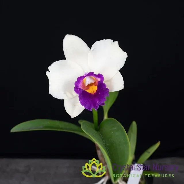 Rhyncholaeliocattleya Chunfong Rainbow 'Red In Snow' (Rhyncholaeliocattleya)