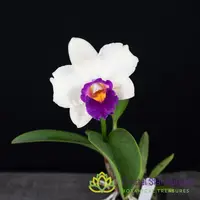Rhyncholaeliocattleya Chunfong Rainbow ' Red In Snow'