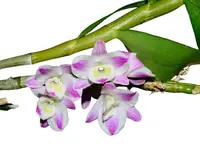 Dendrobium China Dream 'Crystal'