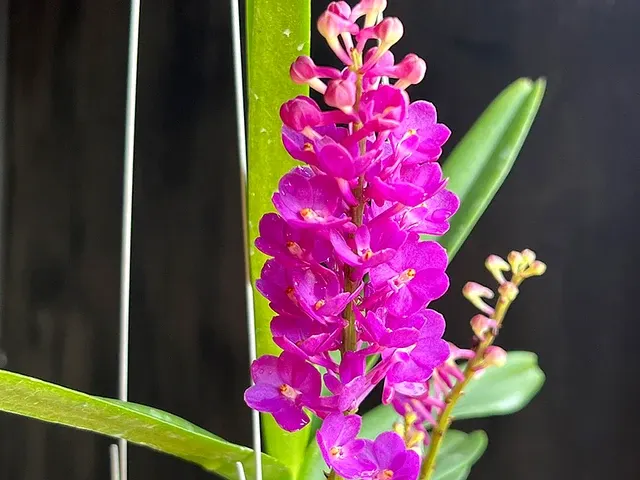 Vanda Lilac Blossom 'Blue Sapphire'