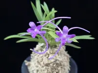 Neofinetia falcata ‘Gongiu’