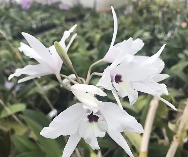 Laelia rubescens 'Fernbrook'