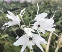 Laelia rubescens var. acuminata 'Fernbrook'