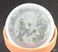 FLASK Oeceoclades monophylla