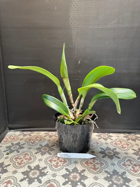 Rhyncholaeliocattleya Erin Kobayashi 'Lahaina Gold' (Rhyncholaeliocattleya)