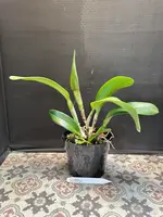 Rlc. Erin Kobayashi 'Lahaina Gold