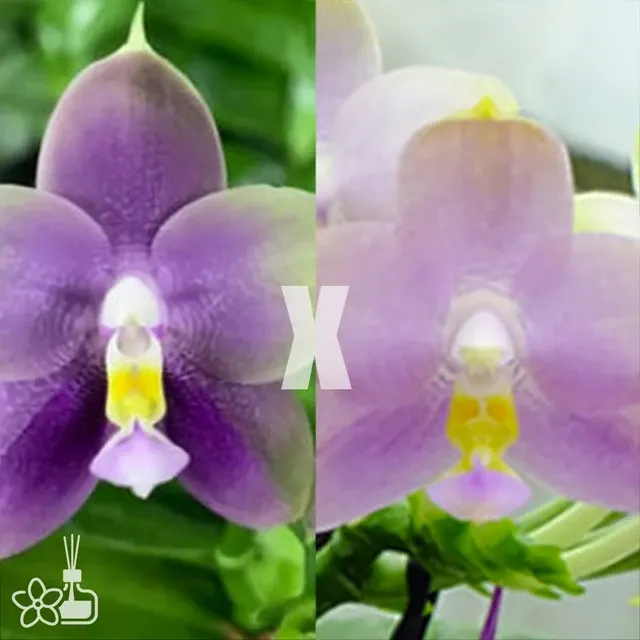 Phalaenopsis Blue Solar Bear
