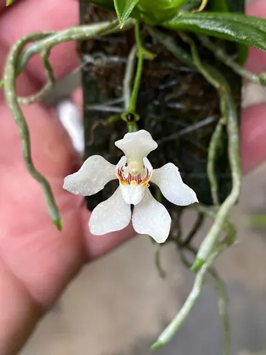 Sarcochilus falcatus