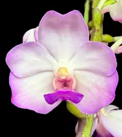 Vanda Chinchutha 'Pink Jasmine'