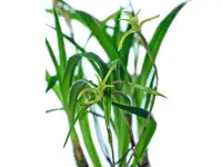 Maxillaria jacquelineana