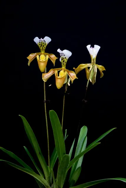 Paphiopedilum gratixianum 'Big plant' (Paphiopedilum)