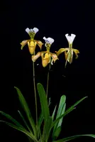 Paphiopedilum gratixianum "Big plant "