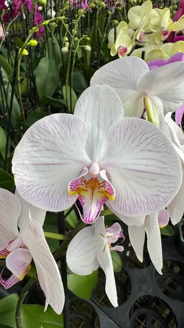 Phalaenopsis 'True Love'