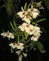 Dendrobium Albosanguineum ( ABS Pale Gold ) Blooming Size