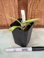 Paphiopedilum appletonianum