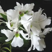 Dendrobium Sanderae