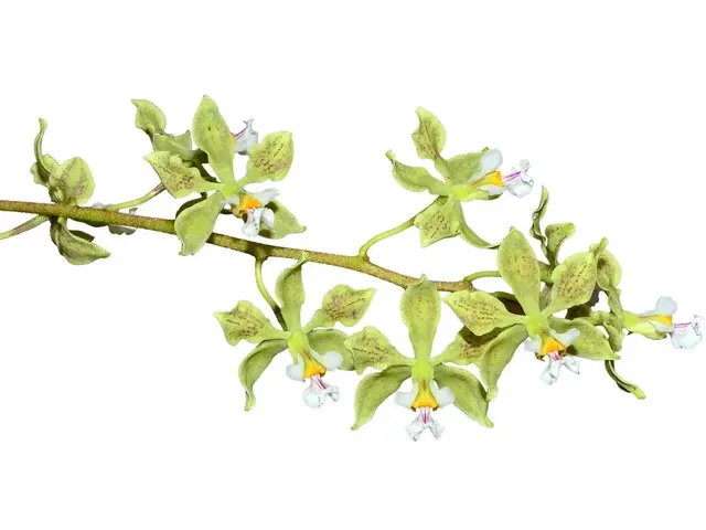 Encyclia granitica (Encyclia)