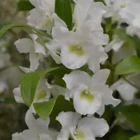 Orchid Dendrobium Nobile Spring Dream 'Apollon' nch pot Live PLant