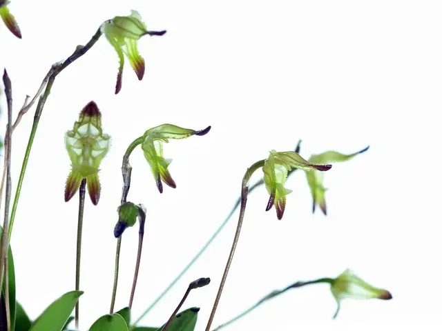 Porroglossum mordax (Porroglossum)