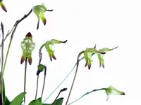 Porroglossum mordax