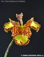 Onc. (Pyp.) Mariposa (Trilabelo) (OMM5T) Pyp.=Psychopsis