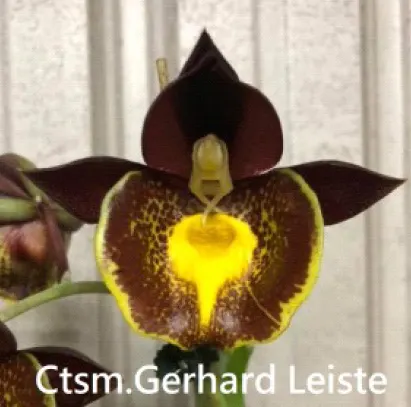 Catasetum Gerhard Leiste 'T' (Catasetum)