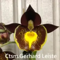 Ctsm. Gerhard Leiste 'T' (pileatum x Jumbo Pearl) (MCTM11) ( - - Catasetinae subtribe ) Ctsm.=Catasetum