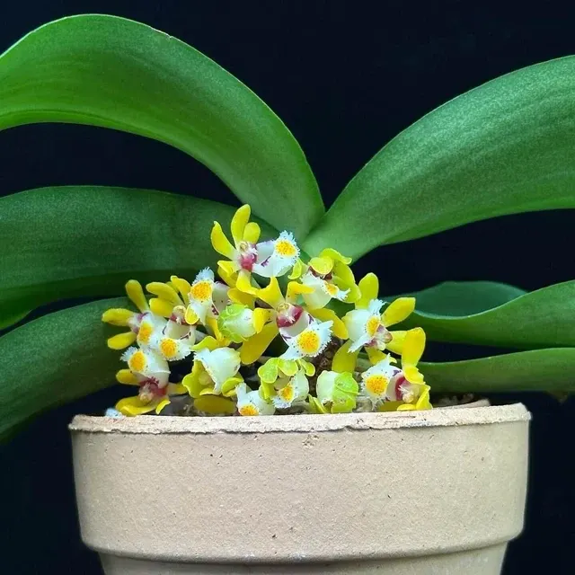 Gastrochilus obliquus (Gastrochilus)