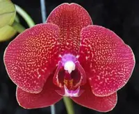 Phal. Fusheng Sweet Paradise 'San Juon' (PM216) (Hybrid)