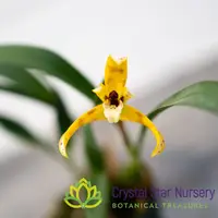 Maxillaria Picta